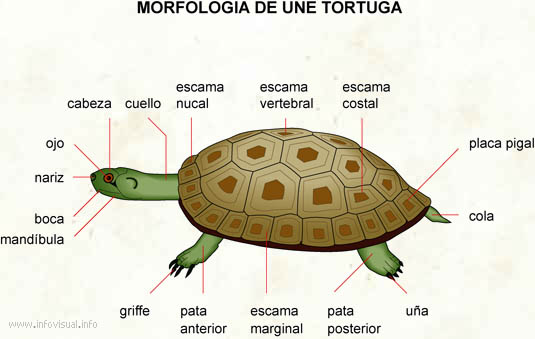 Tortuga (Diccionario visual)